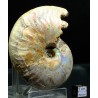 Ammonite pseudosonneratia s.p.