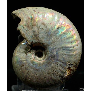 Ammonite pseudosonneratia s.p.