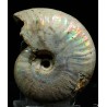 Ammonite pseudosonneratia s.p.