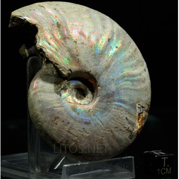 Ammonite pseudosonneratia s.p.