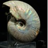 Ammonite pseudosonneratia s.p.