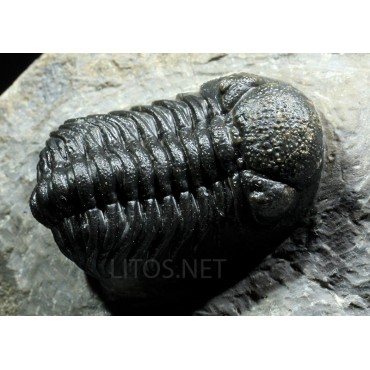 Trilobites Morocops ovatus