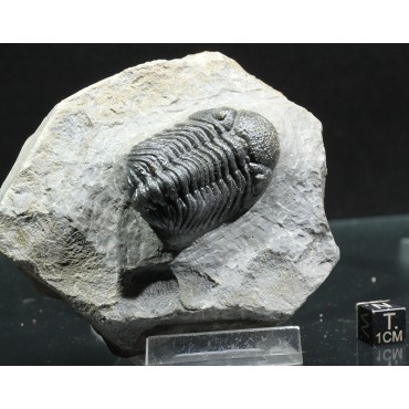 Trilobites Morocops ovatus