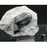 Trilobites Morocops ovatus