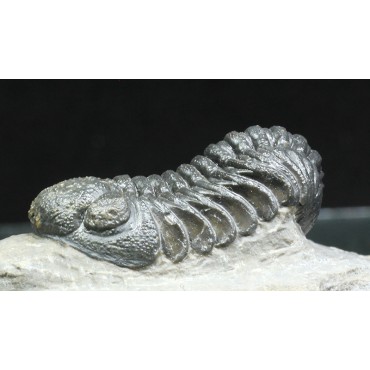 Trilobites Morocops ovatus