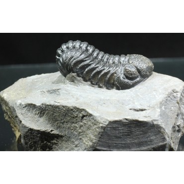 Trilobites Morocops ovatus