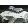 Trilobites Morocops ovatus