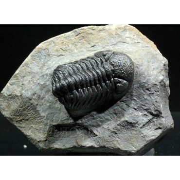 Trilobites Morocops ovatus