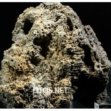 Coral Thamnopora