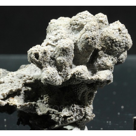 Coral Thamnopora y estromatopórido