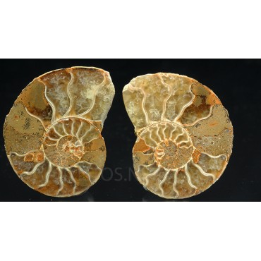 Ammonite cleoniceras