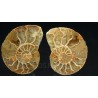 Ammonite cleoniceras