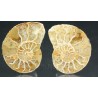 Ammonite cleoniceras