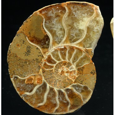 Ammonite cleoniceras