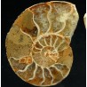 Ammonite cleoniceras