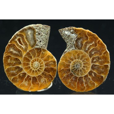 Ammonite fosil cleoniceras