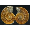 Ammonite cleoniceras