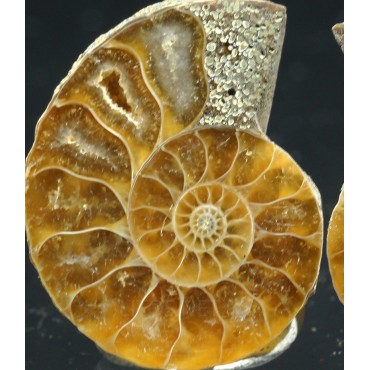 Ammonite cleoniceras