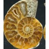 Ammonite cleoniceras