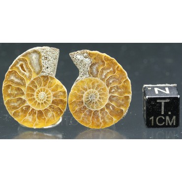 Ammonite cleoniceras