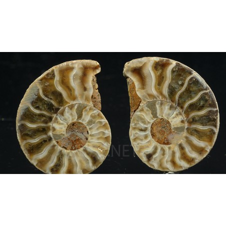 Ammonite cleoniceras