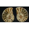 Ammonite cleoniceras