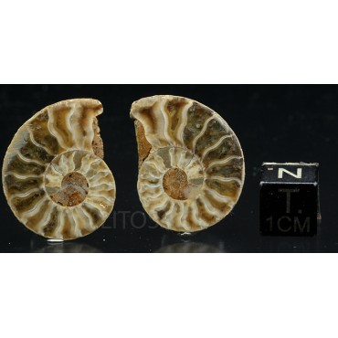 Ammonite cleoniceras