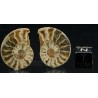 Ammonite cleoniceras