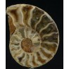 Ammonite cleoniceras