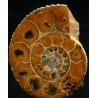 Ammonite perisphinctes