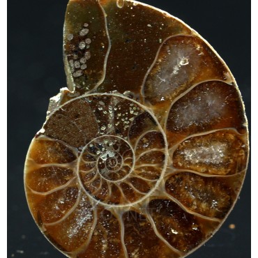 Ammonite cleoniceras