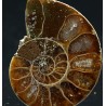 Ammonite cleoniceras