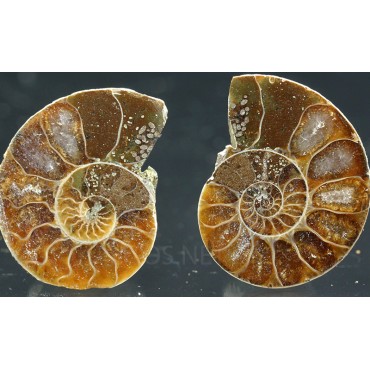 Ammonite cleoniceras