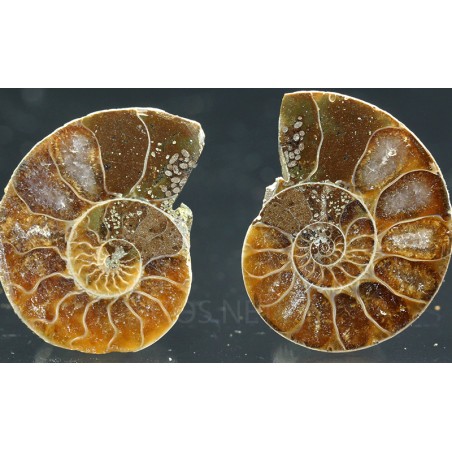 Ammonite cleoniceras