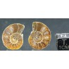 Ammonite cleoniceras