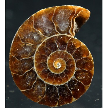 Ammonite cleoniceras