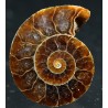 Ammonite cleoniceras