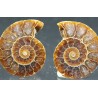 Ammonite cleoniceras