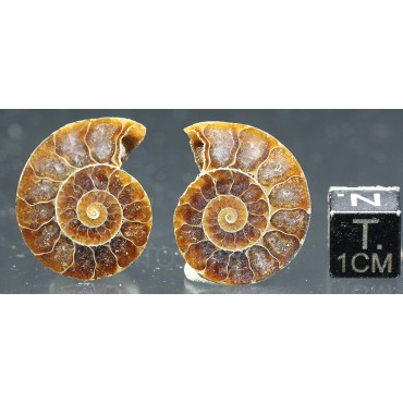 Ammonite cleoniceras