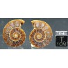 Ammonite cleoniceras