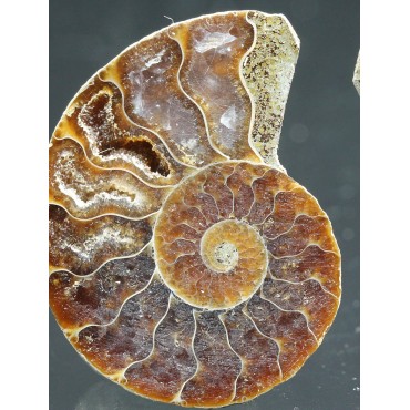 Ammonite cleoniceras