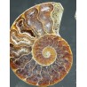 Ammonite cleoniceras