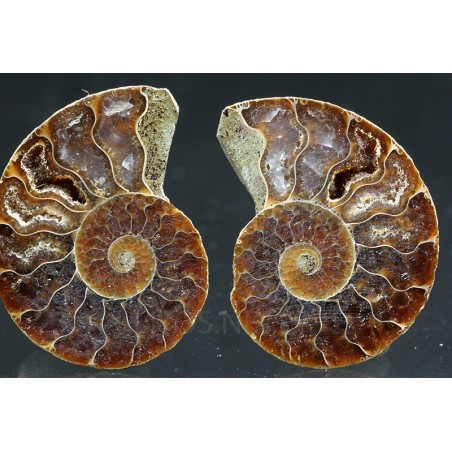 Ammonite cleoniceras