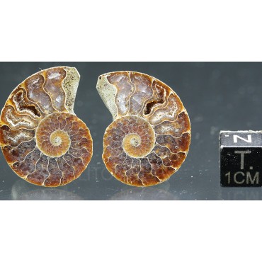 Ammonite cleoniceras