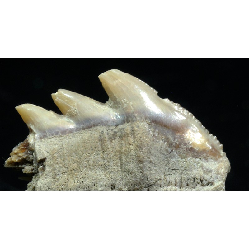 Notorynchus primigenius