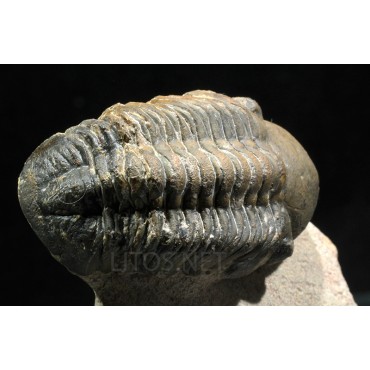 Trilobites reedops-cephalotes  -