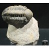 Trilobites reedops-cephalotes  -