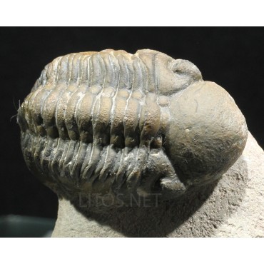 Trilobites reedops-cephalotes  -