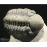 Trilobites reedops-cephalotes  -