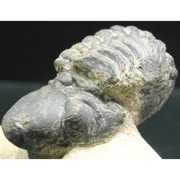 Trilobites reedops-cephalotes  -